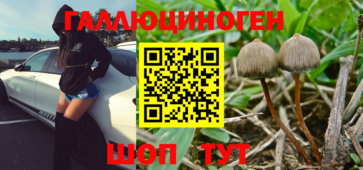 Галлюциногенные грибы MAGIC MUSHROOMS  Псилоцибиновые грибы Psilocybe  Казань  Вход с VPN 
