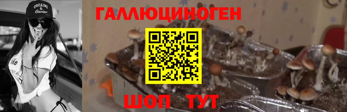 Галлюциногенные грибы прущие грибы Казань